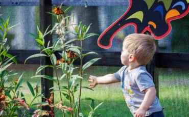 Get Up Close: Best Places to See Butterflies